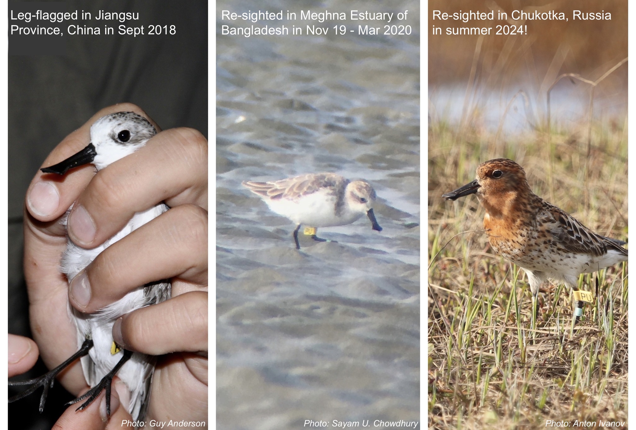 Spoon-billed Sandpiper Task Force