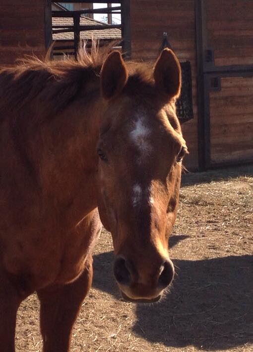 MoonRock Ranch | Roseville CA