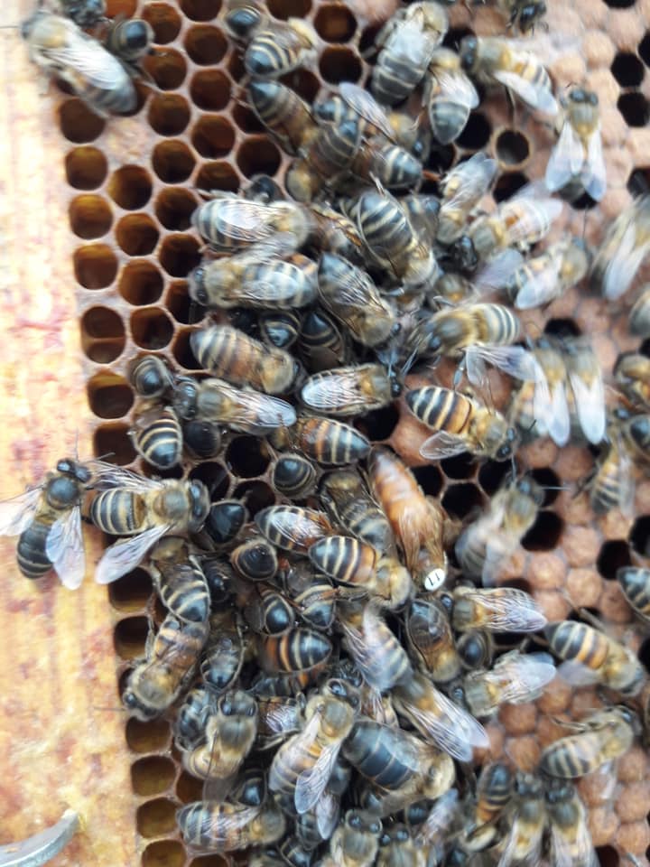 Real Apis Buckfast Bee's | Leiria