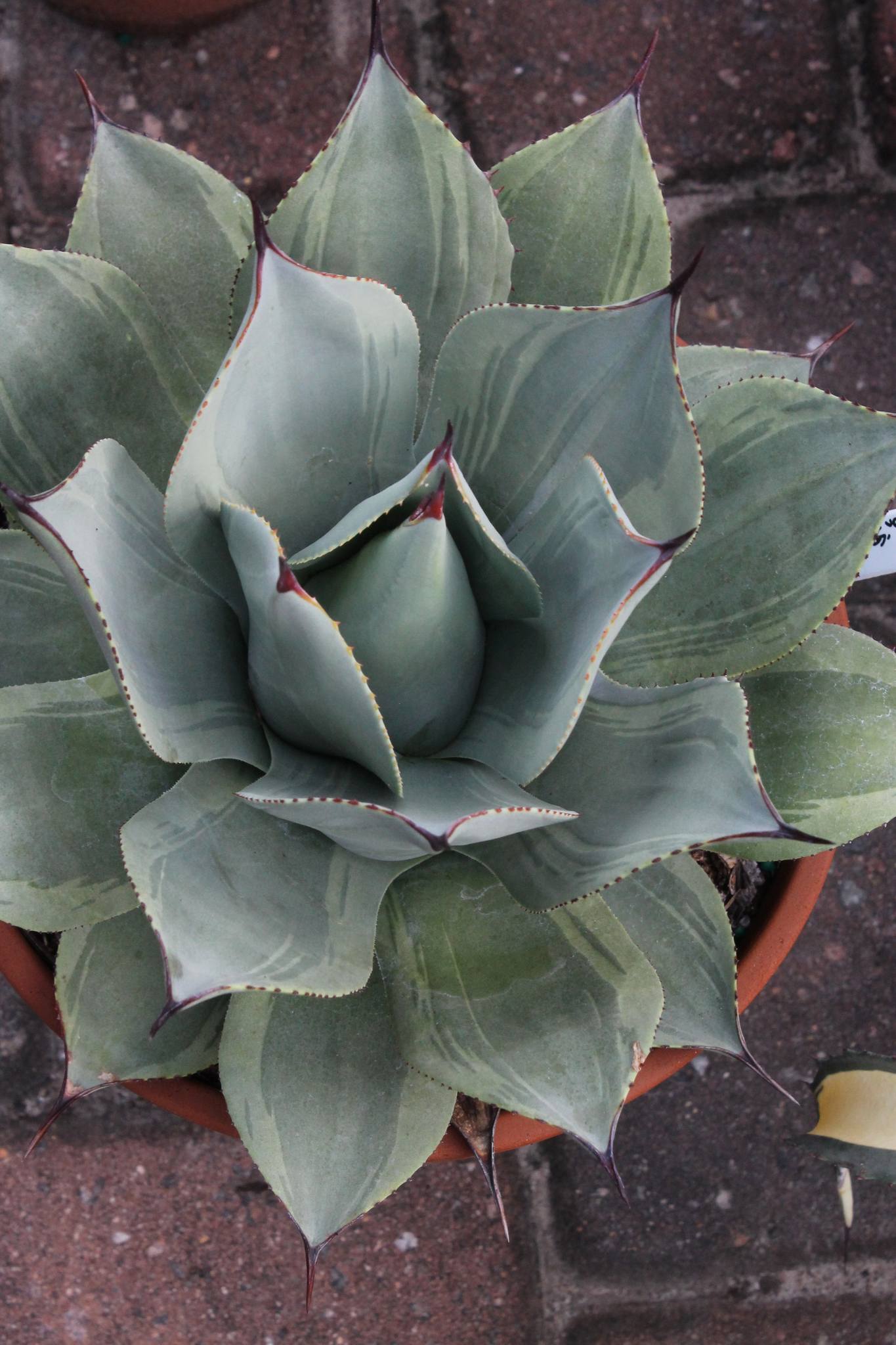 Agave parryi ssp. truncata 
