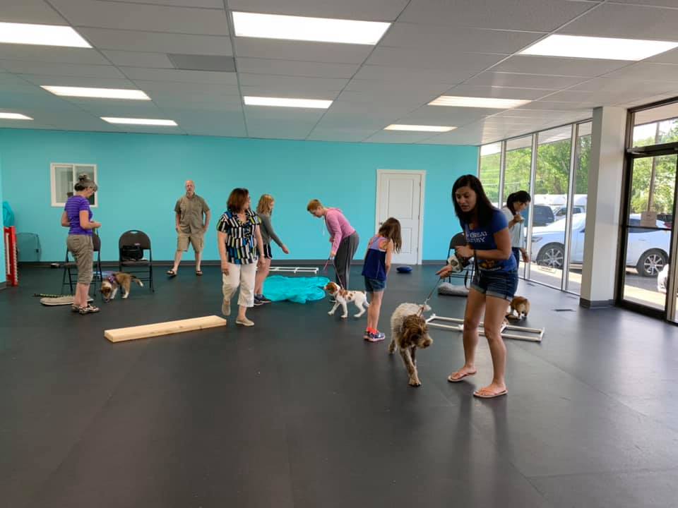 Hyper Hounds Dog Training | Calgary AB