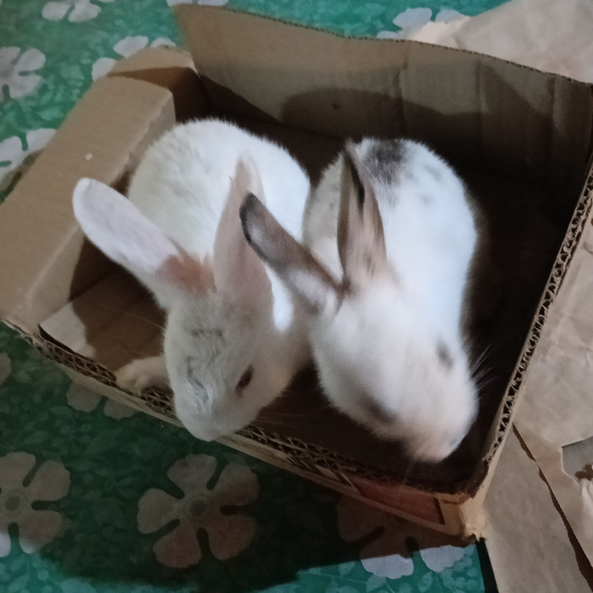 Baby bunnies up for adoption. Looking for responsible pet owners 