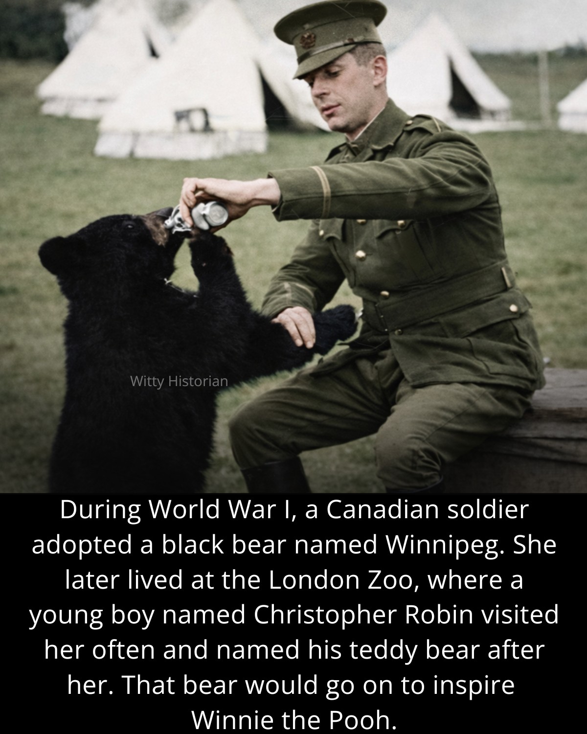 Witty - During World War I, a Canadian soldier named Harry Colebourn ...