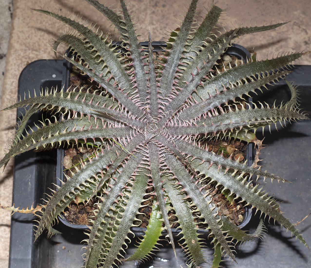 The Bill Baker clone of Dyckia dawsonii 🤩