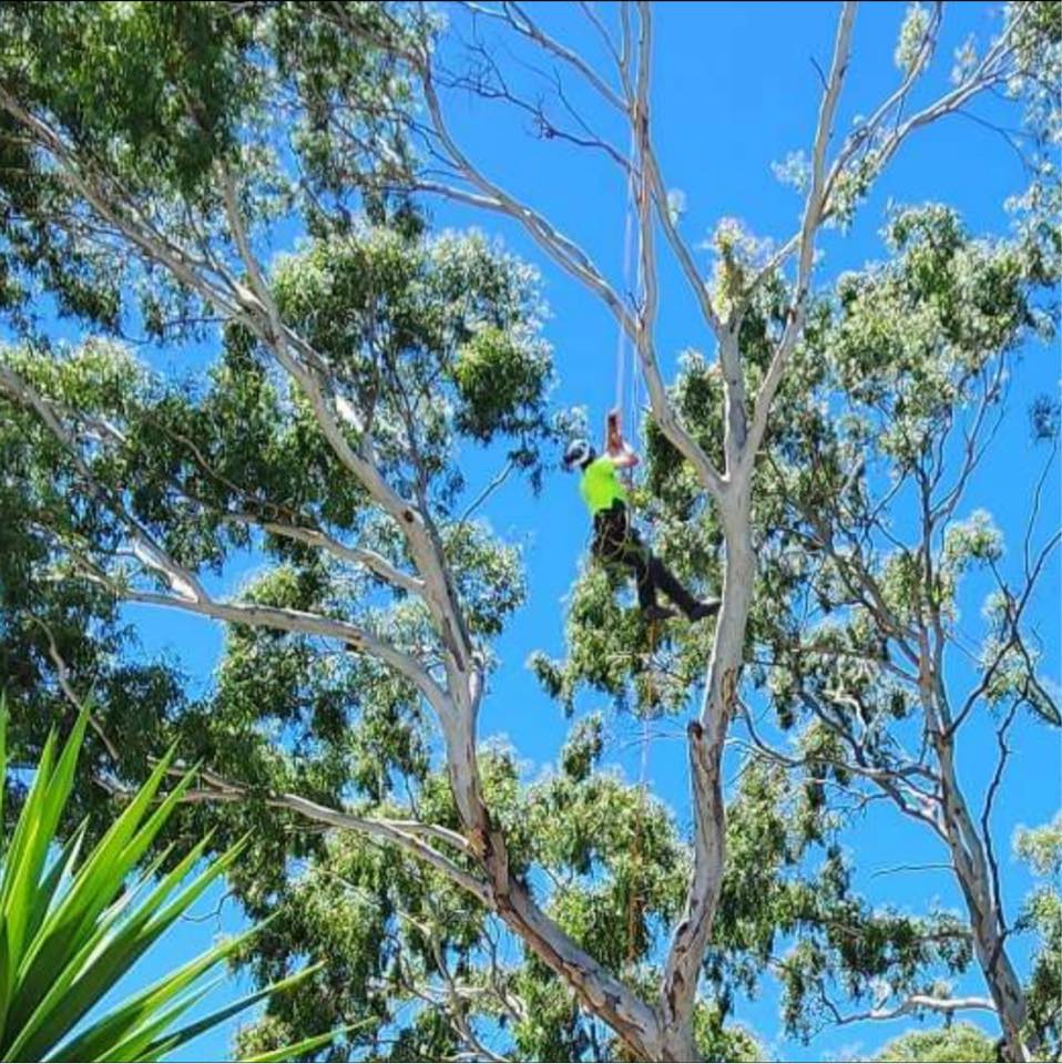 2nd Generation Trees added a new photo. - 2nd Generation Trees