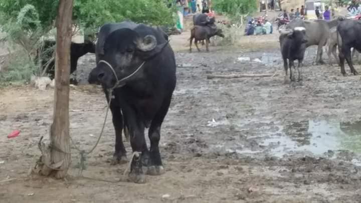 Raza Akash Khanani