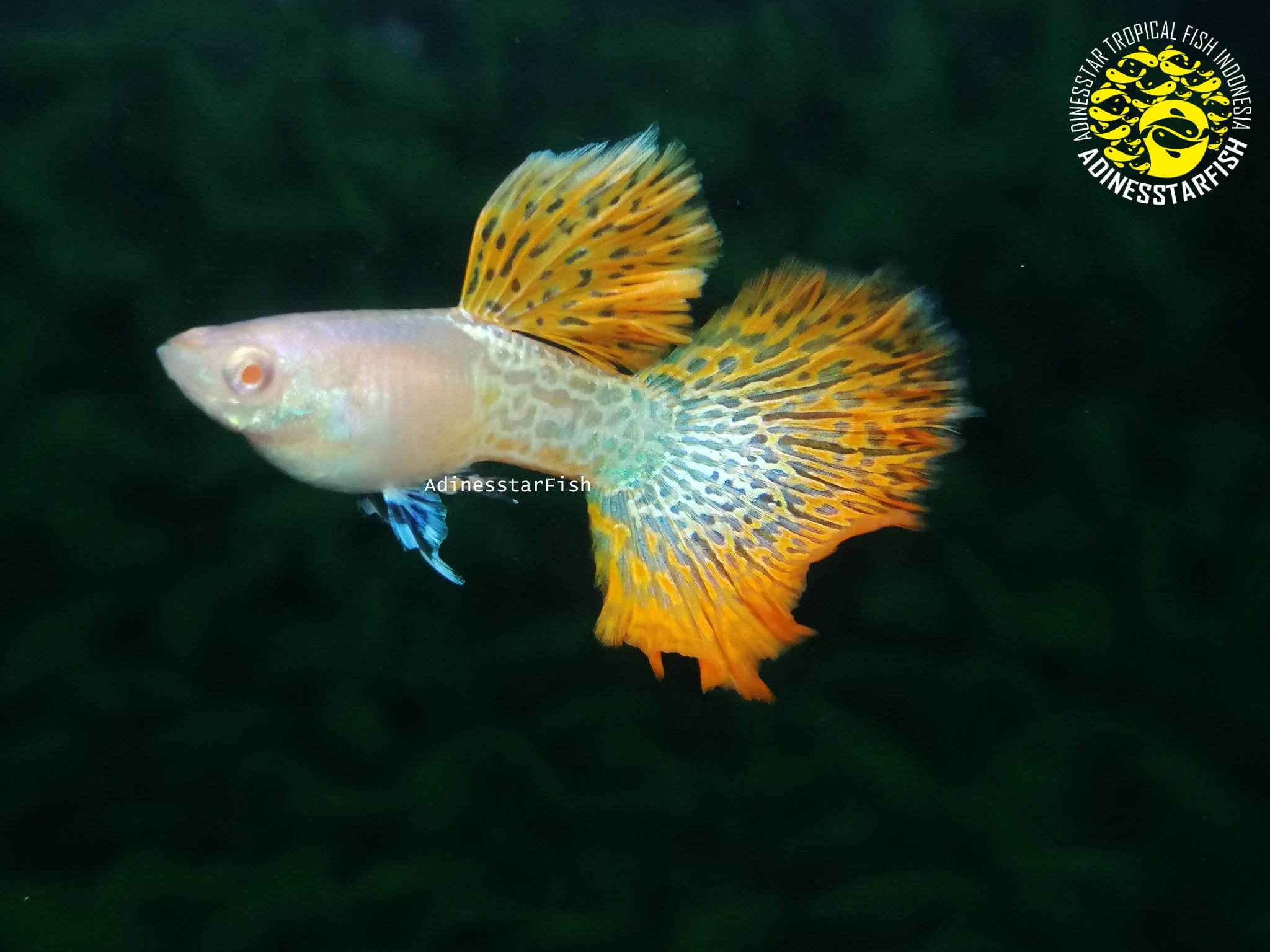 Mk Fish Farm Mk