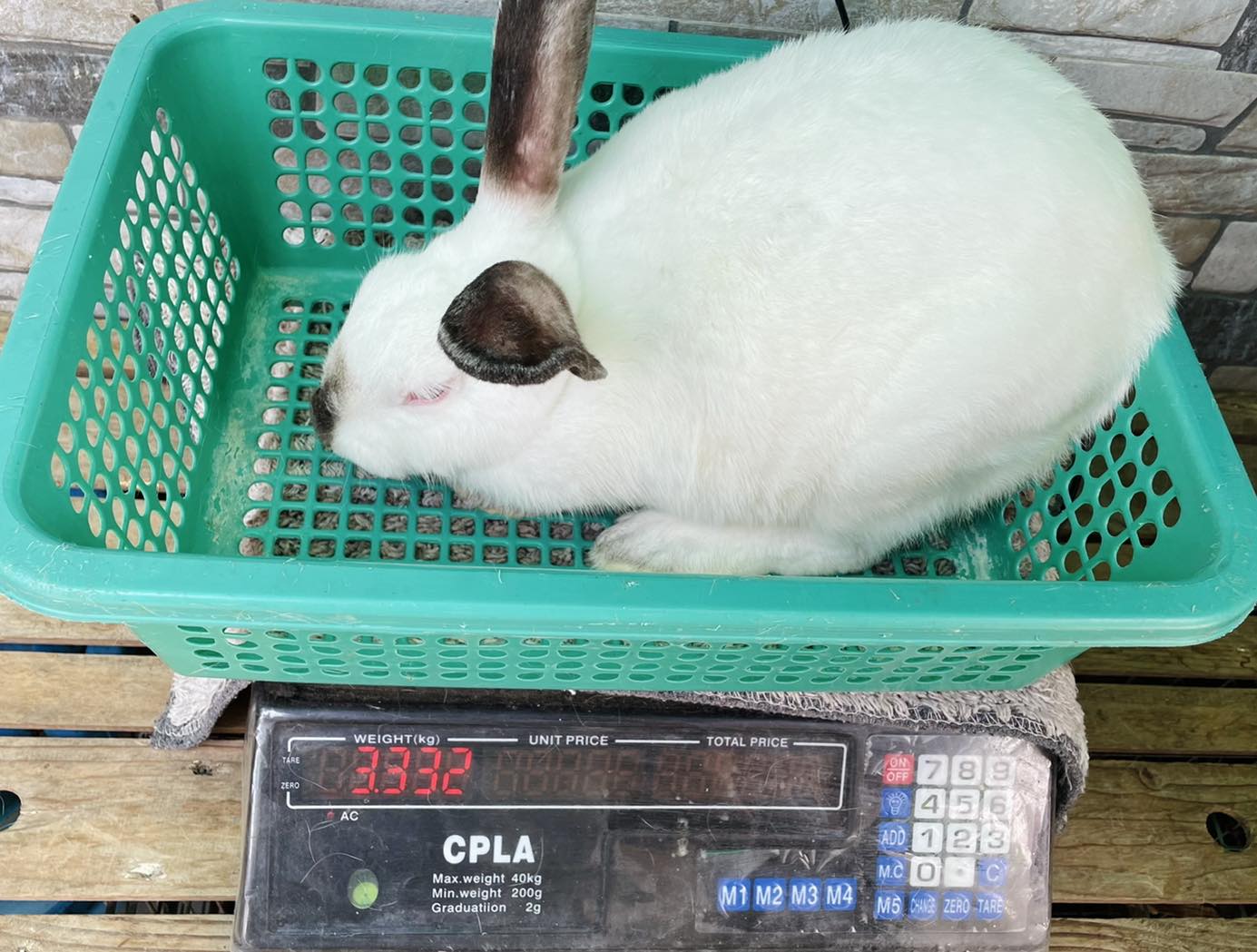 ‼️ Transylvania Giant PRIMES (ALL DOE)... - Elite Rabbits Ph