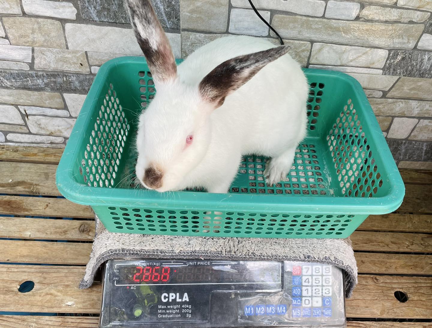 ‼️ Transylvania Giant PRIMES (ALL DOE)... - Elite Rabbits Ph
