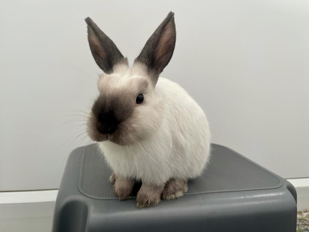 HOUSE RABBIT 🏠 Meet... - RSPCA Manchester & Salford Branch