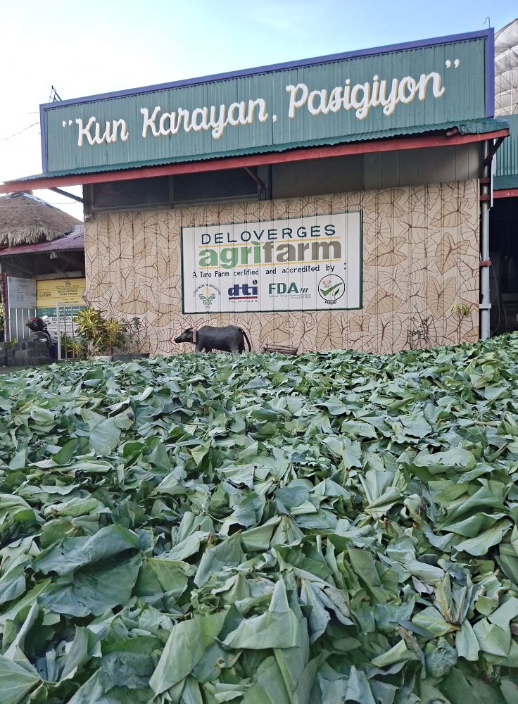 Kun karayan, pasigiyon, reflects... - Deloverges Agri-farm | Facebook