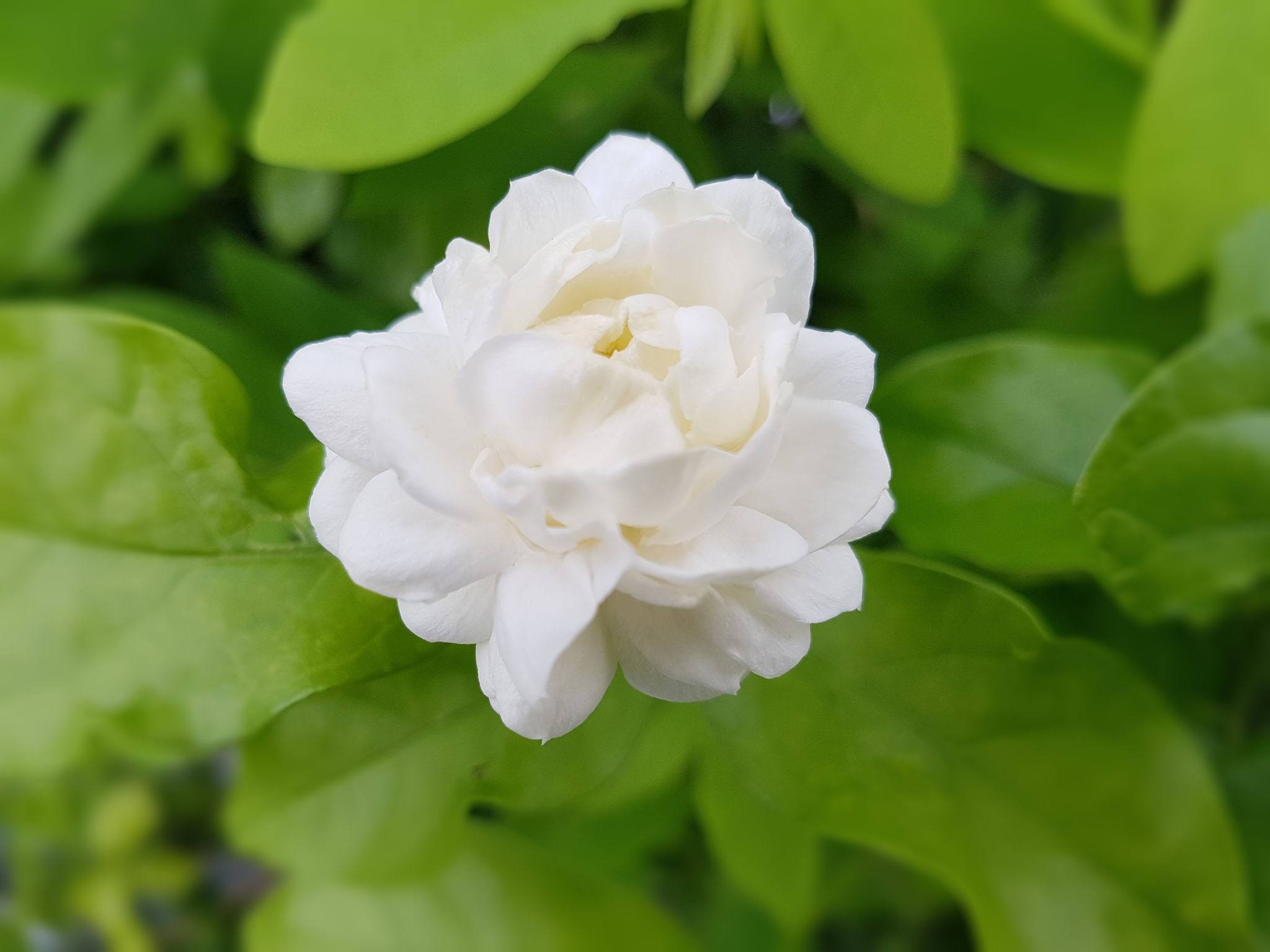 JASMINE