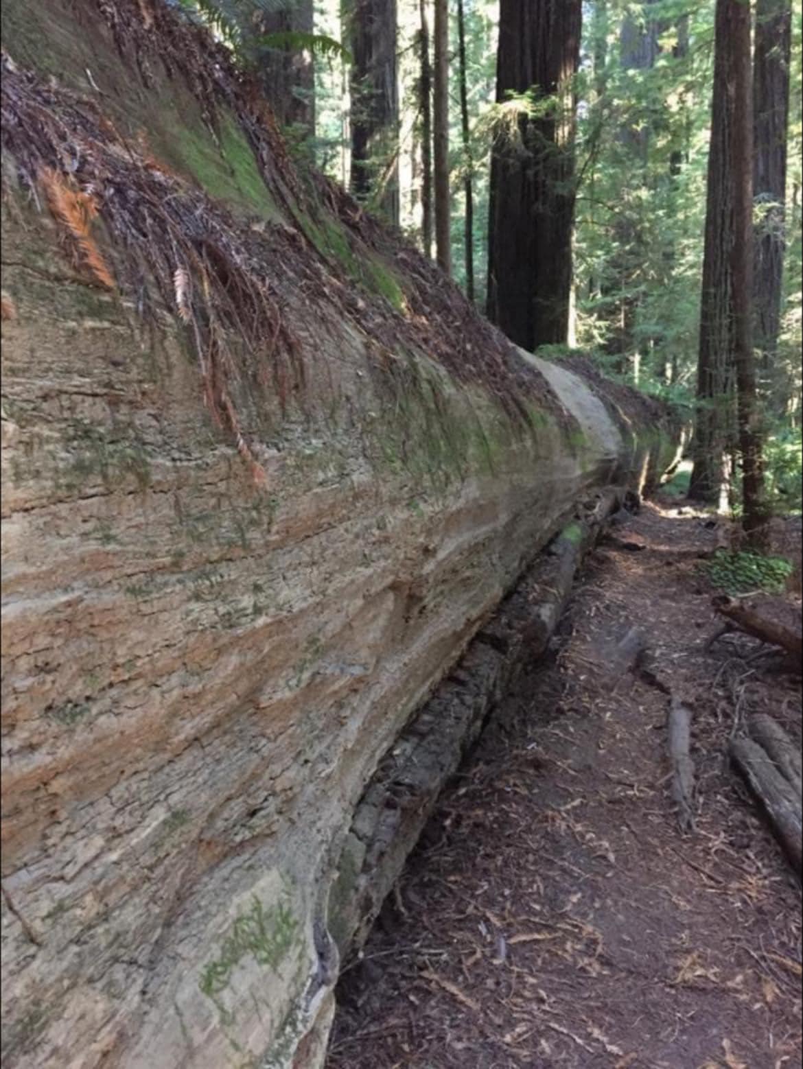 The magnificent fallen... - Ancient Forests & Champion Trees | Facebook