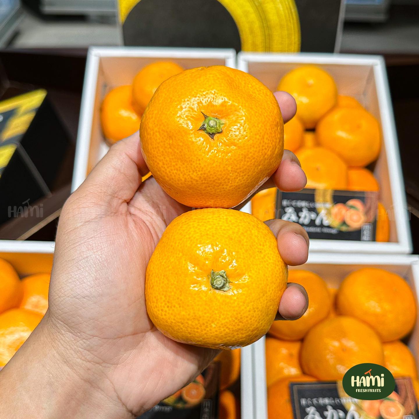 Japanese Mikan Gift Box 🇯🇵🍊 Mikan Gift Box from Wakayama
