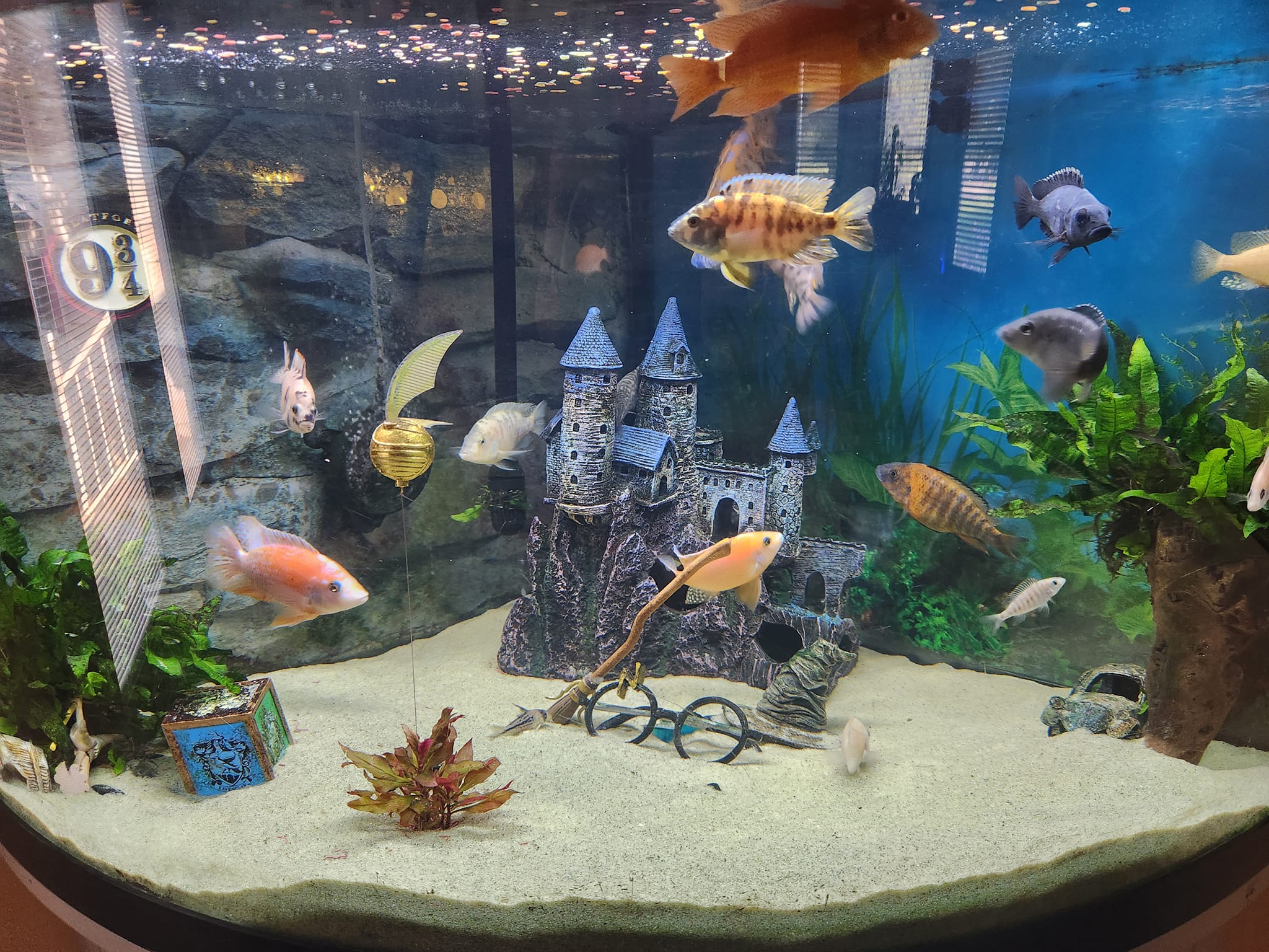 fire emblem fish tank accessory Aquarium Helmet Ornament Simulation, Aquarium Decorations, Durably Resin Decor with Hiding Spots, Betta Fish Hideout Cave Hide House Landscaping Ornament, 4.3 x 5.7 x 5.5in : Pet Supplies Make your underwater world light up with the addition of this Top Fin Movable Tall Coral Swim onesimcr Floating Fish Tank Decorations,