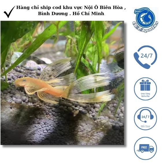 Cừa - Cá Longfin Beo – Vẻ Đẹp Hoang Dã & Mềm Mại Trong Thế Giới Cá Cảnh ...
