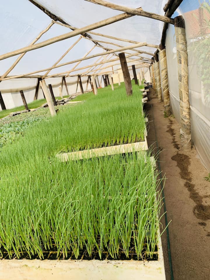 Benlite Seedlings | Harare African Township