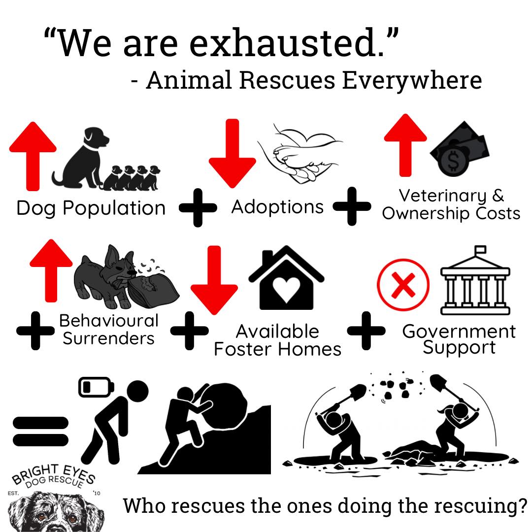 Bright - 🆘This is the heartbreaking state of animal rescues. 🆘 Rescues ...