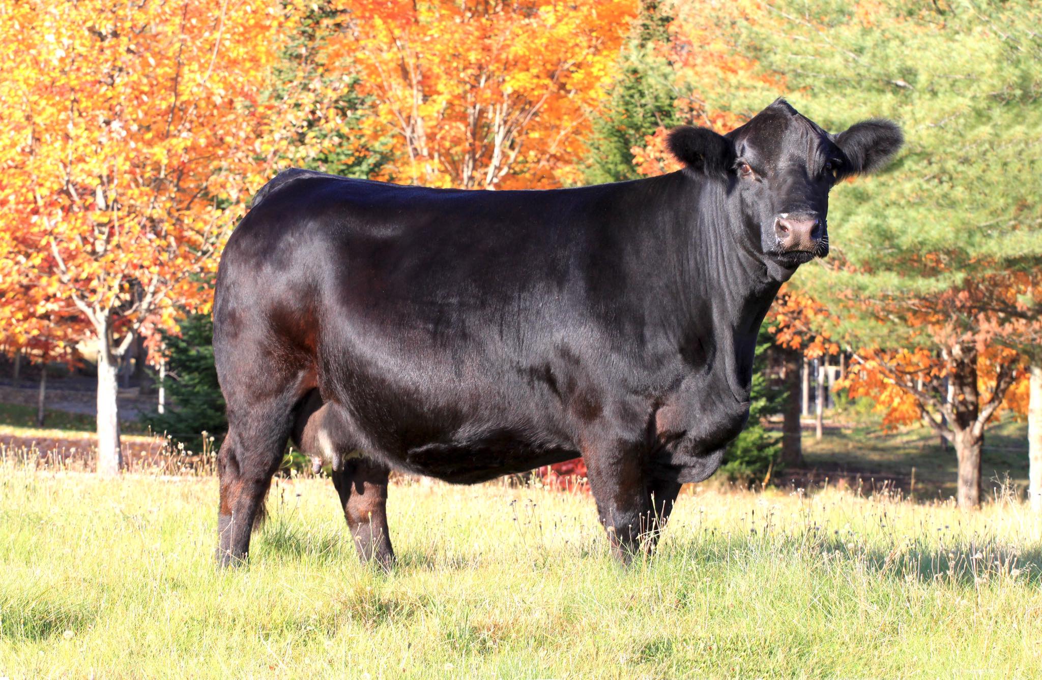 Keystone Livestock | Cookshire QC