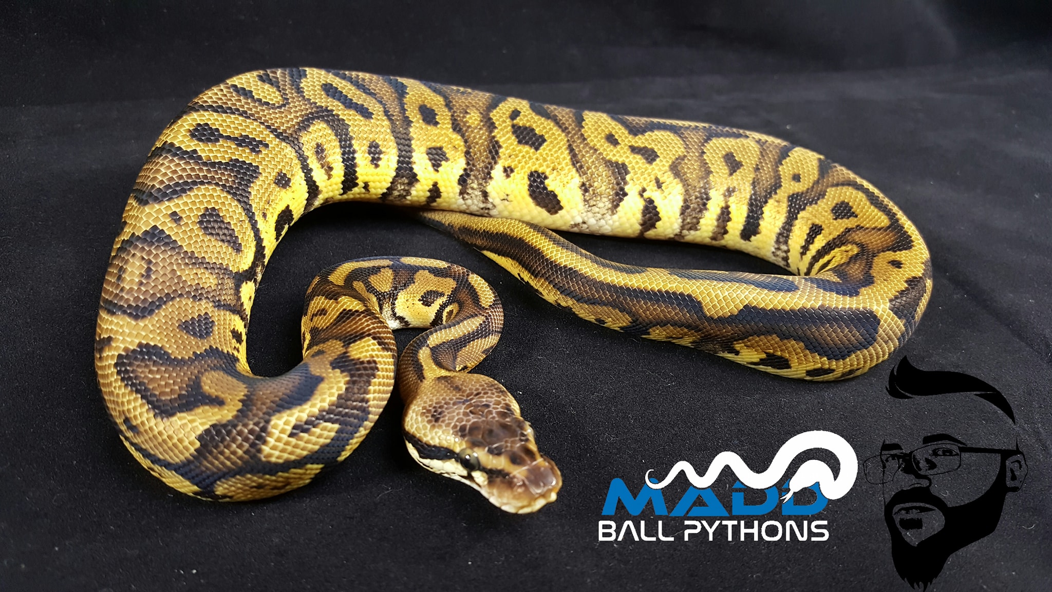 Here are some quick pics of what I... - Madd Ball Pythons | Facebook