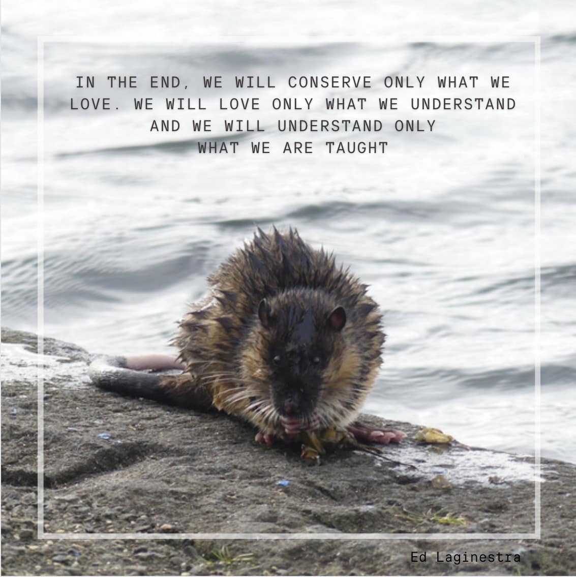 Wild - AUSTRALIA’S WATER RATS or Rakali, are one of Australia’s ...
