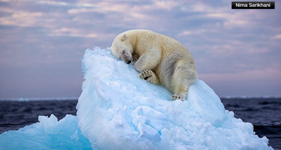 Napping polar bear image captures... - ABC7 Sarasota - WWSB