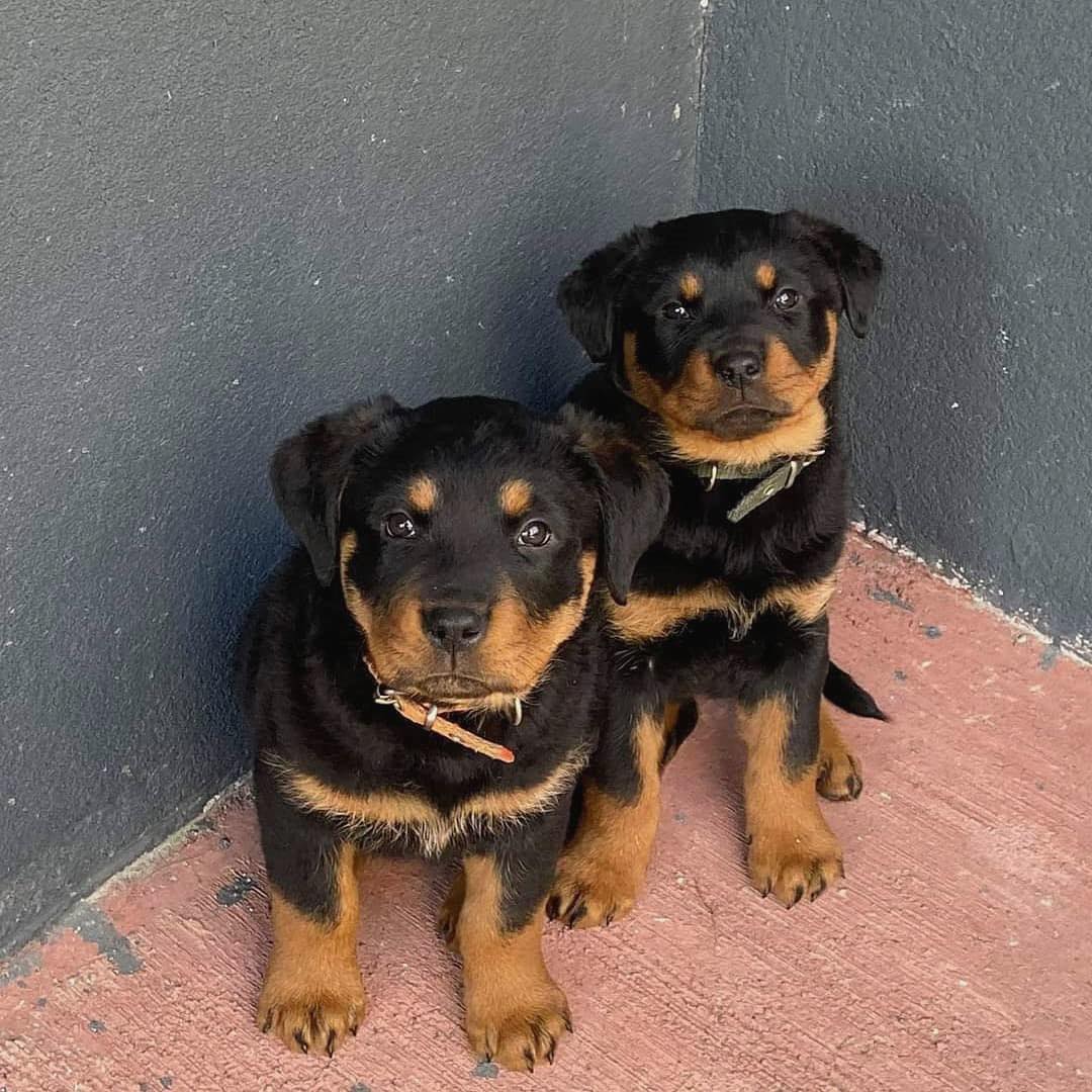 Prestige Rottweiler Pups
