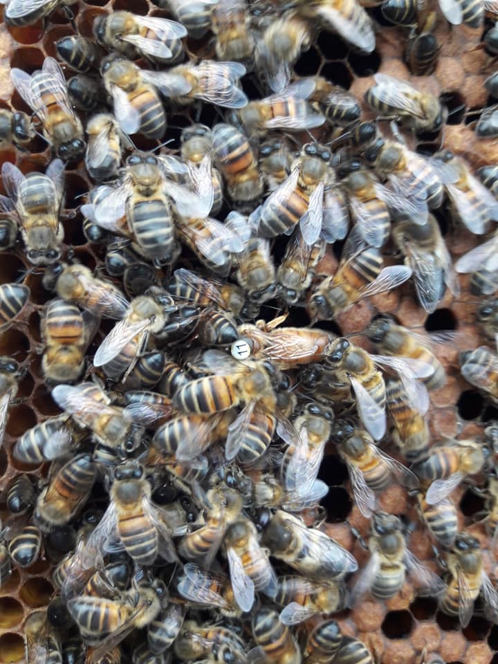 Real Apis Buckfast Bee's | Leiria