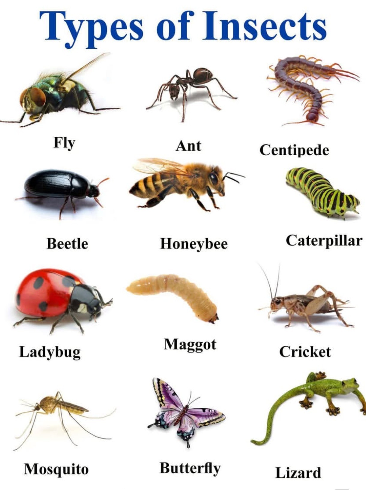 Types of insects #insects... - Daily English Speaking | Facebook