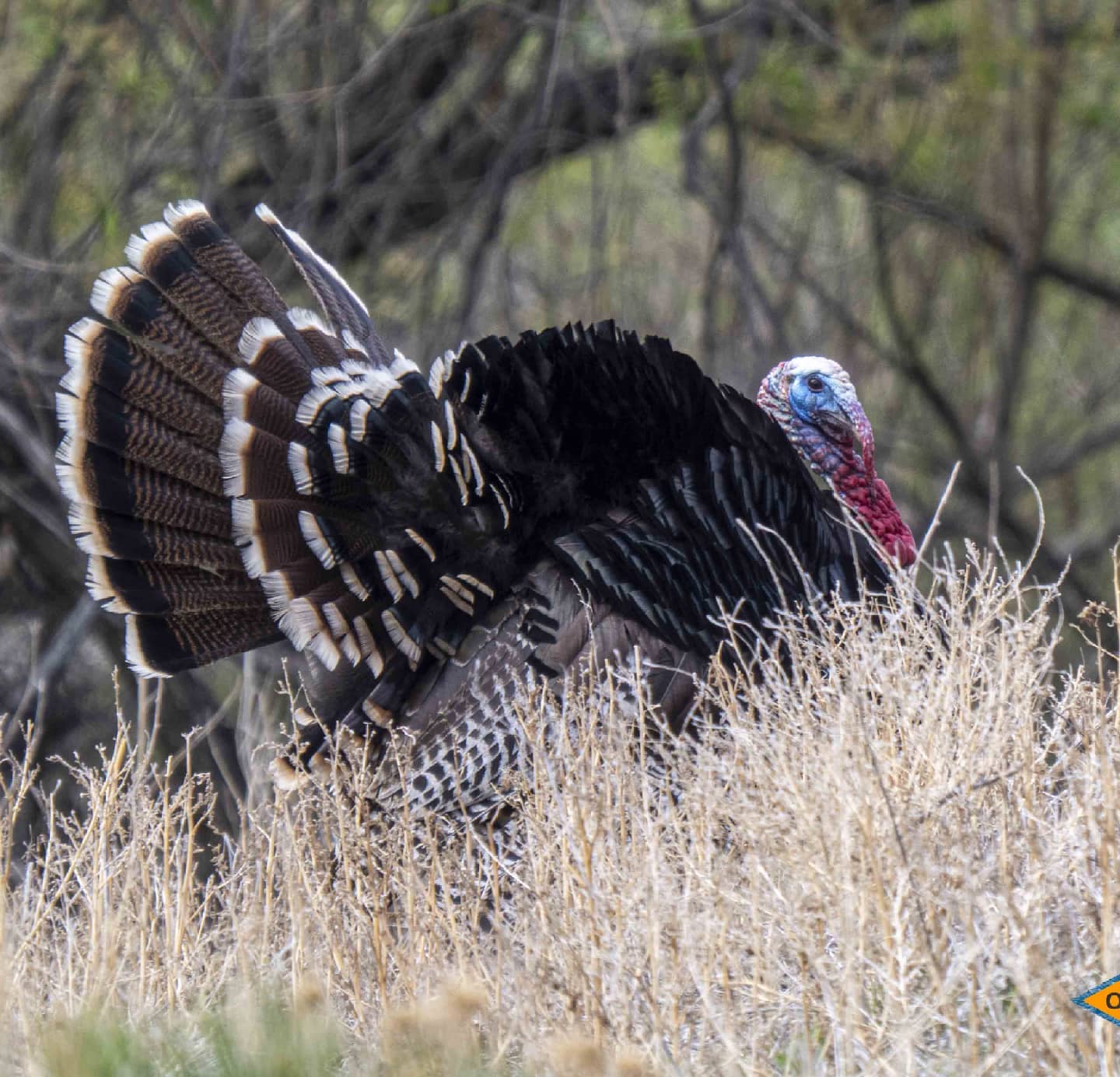 Orange - Strutter! Lots of turkeys out this afternoon! @getolympus # ...