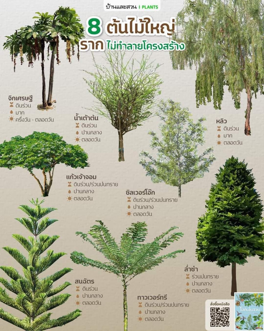 Ruenkwan - 🏠🌿 เลือกต้นไม้ใหญ่ รากไม่ทำลายโครงสร้างบ้าน ให้ร่มเงาบ้านเ ...