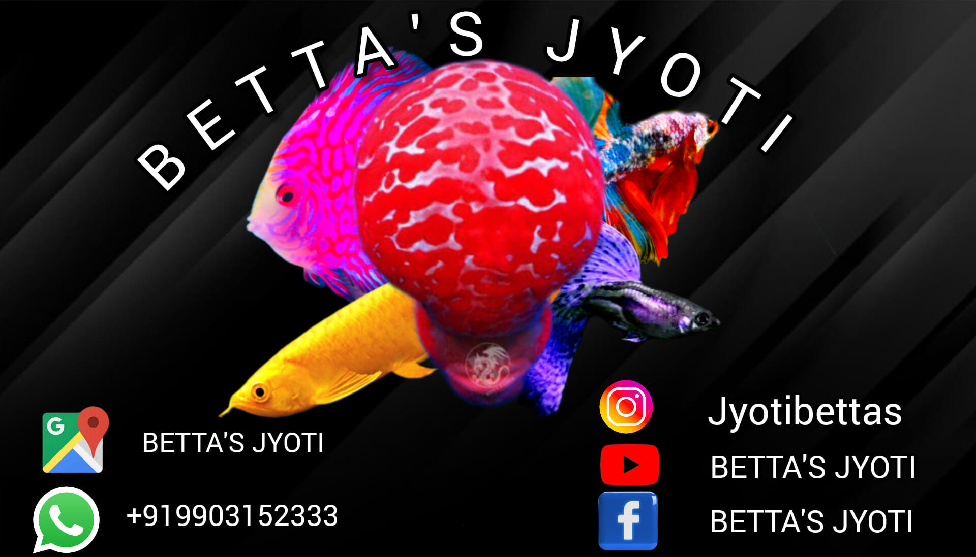 Betta's Jyoti exotic , rare and quality betta fish | Kolkata