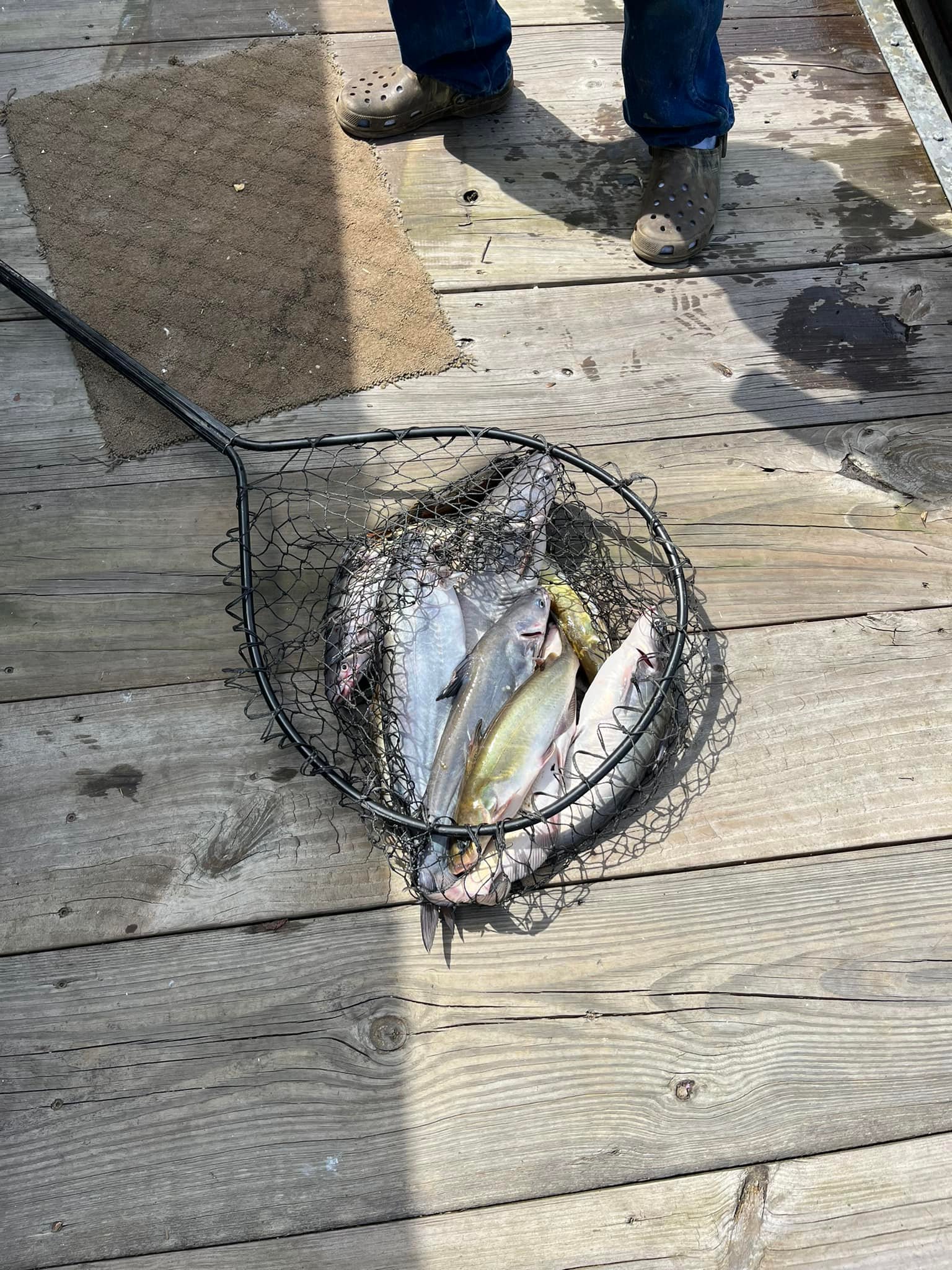 blue halo fly fishing rods RetroFlex 3 Complete Fiberglass Rod 6wt Colour:California 420 Designed with the latest puffer fish LAKE ERIE WALLEYE COLLECTION