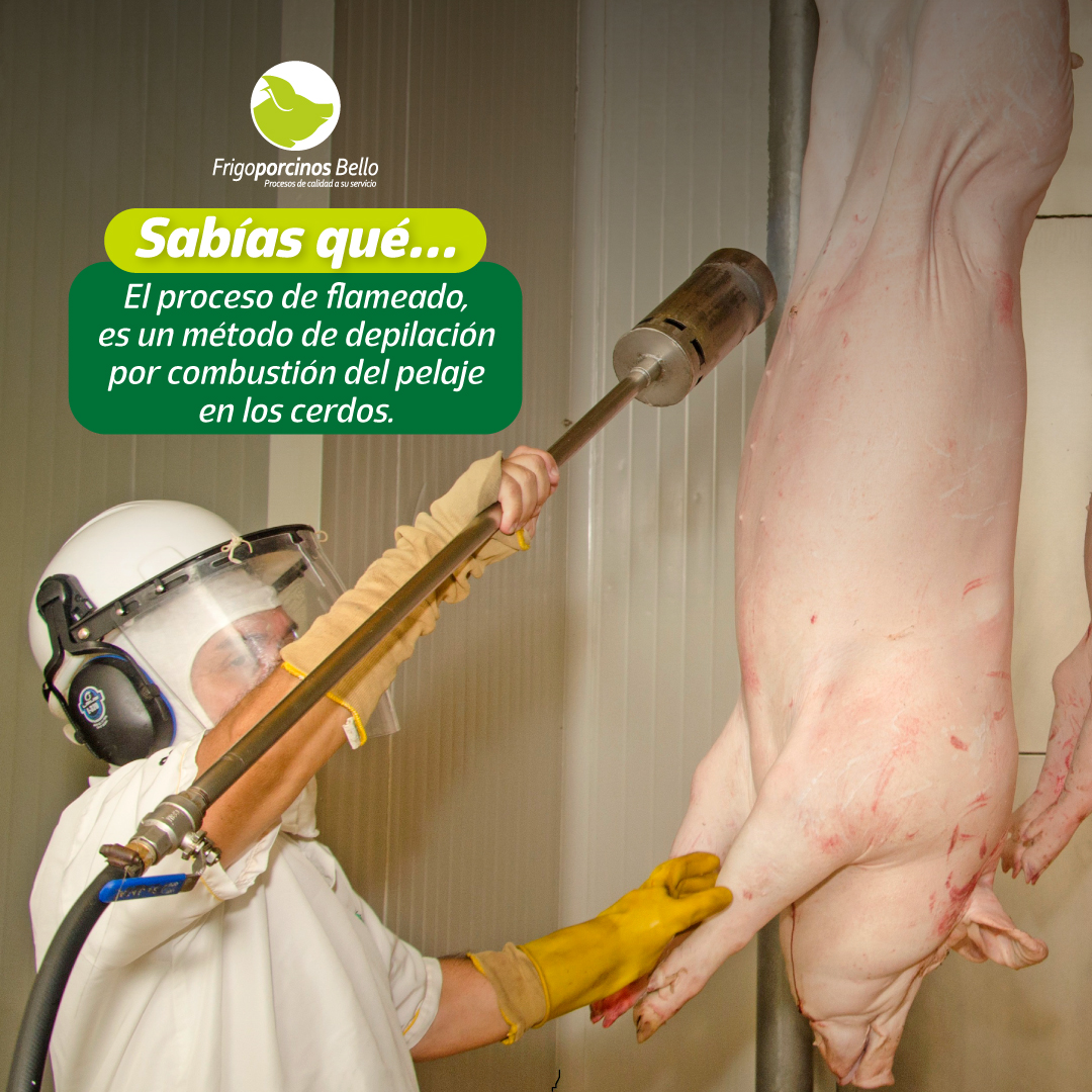 Frigoporcinos - El proceso de flameado en cerdos 🗣️es un método ...