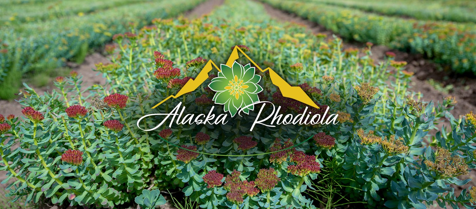 Alaska Rhodiola | Anchorage AK