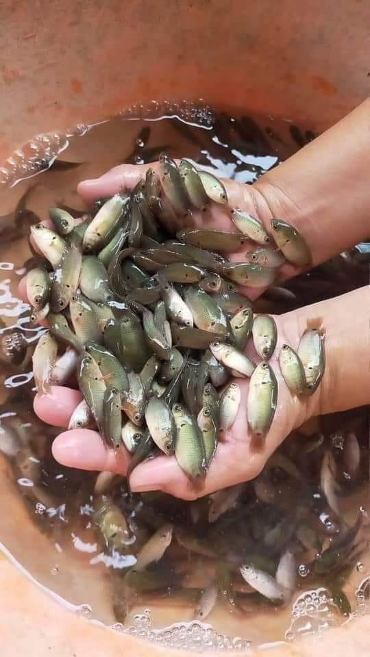 RÔ RON Mùa mưa bắt cá rô đồng Loại cá... - HOA ĐẸP MIỀN ĐÔNG | Facebook