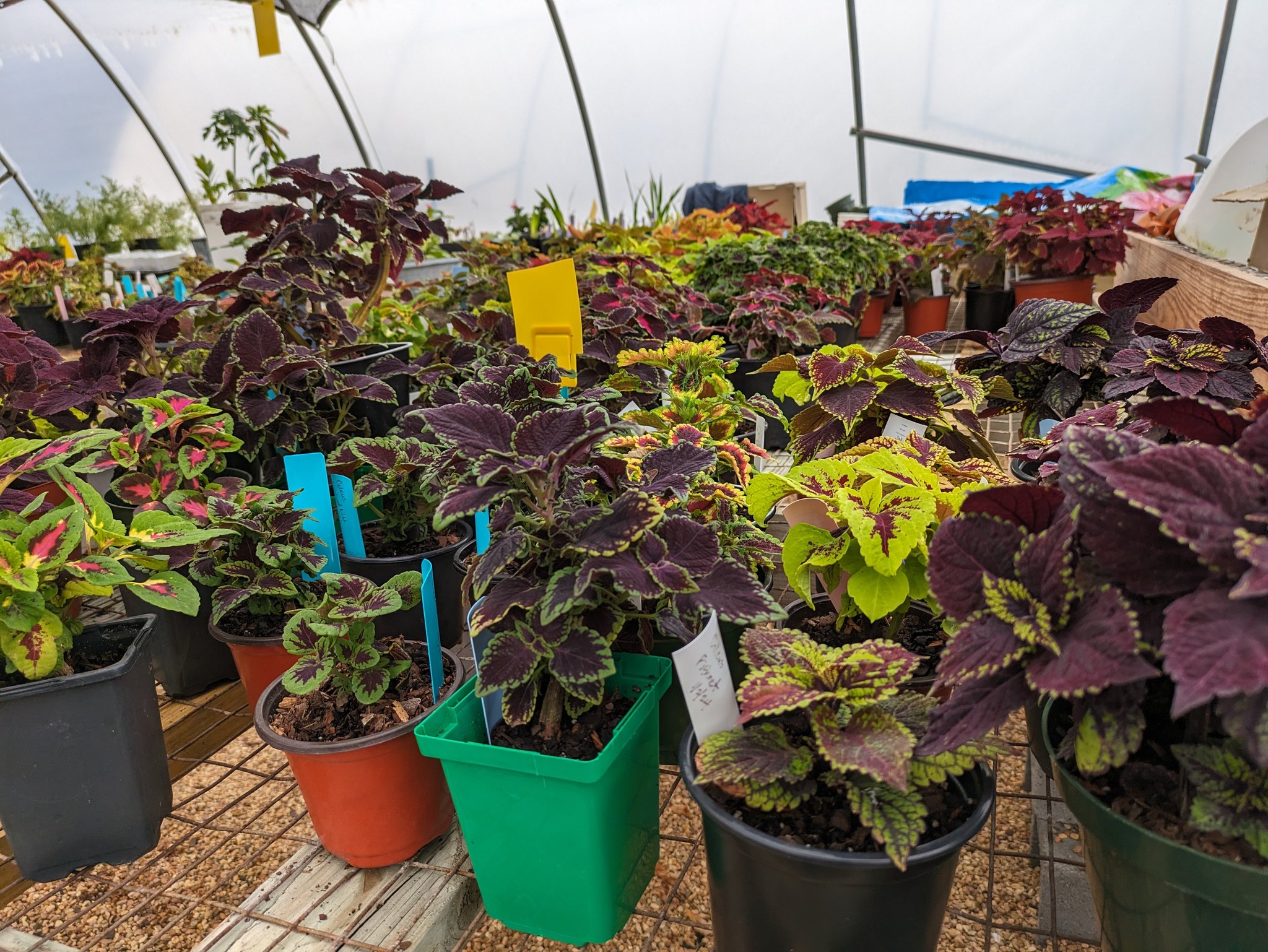 Coleus, succulents,... - Lowndes County Master Gardeners | Facebook
