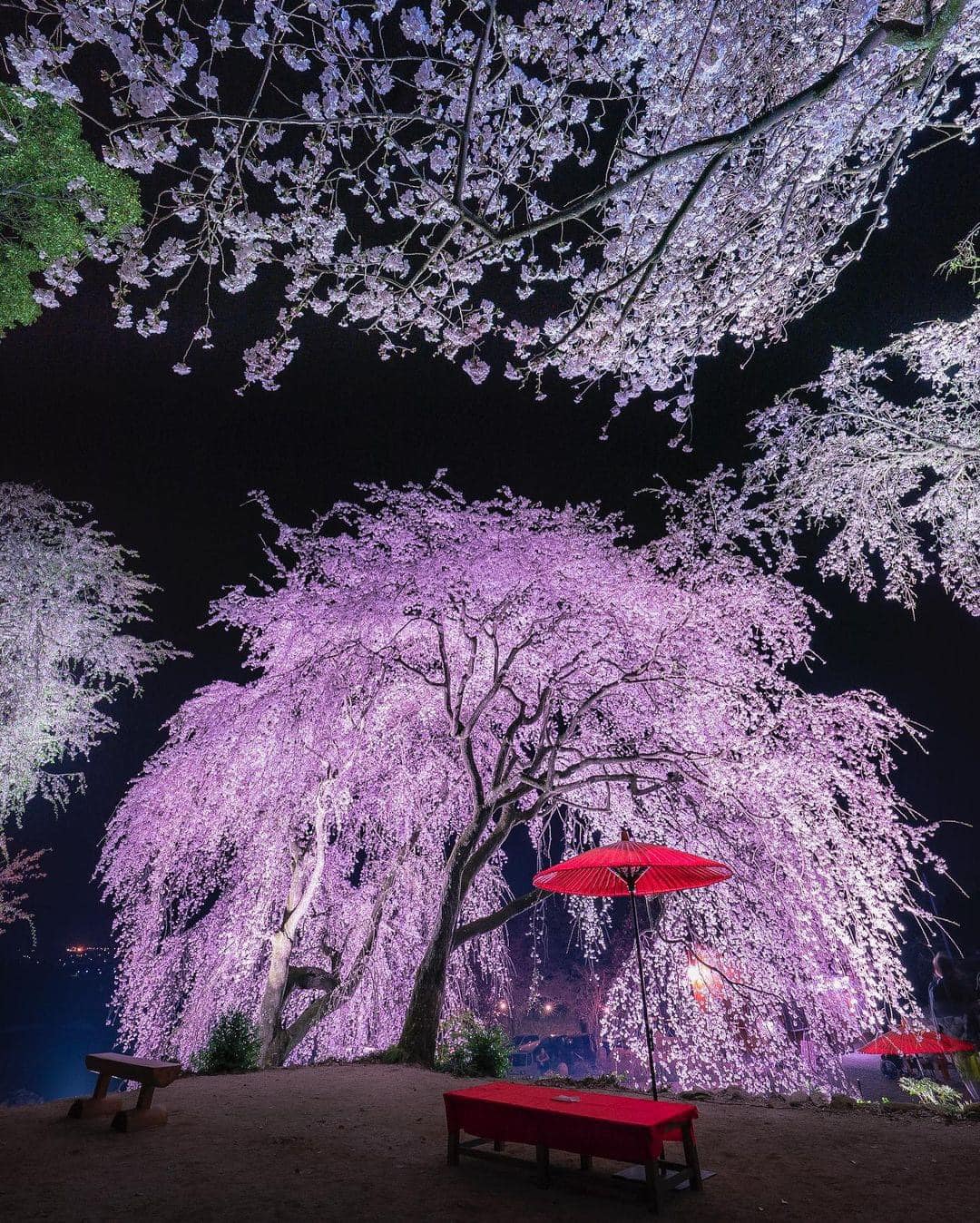 Edo - Picture of the day (in 2023) Minobu Sakura 🌸 meaning 