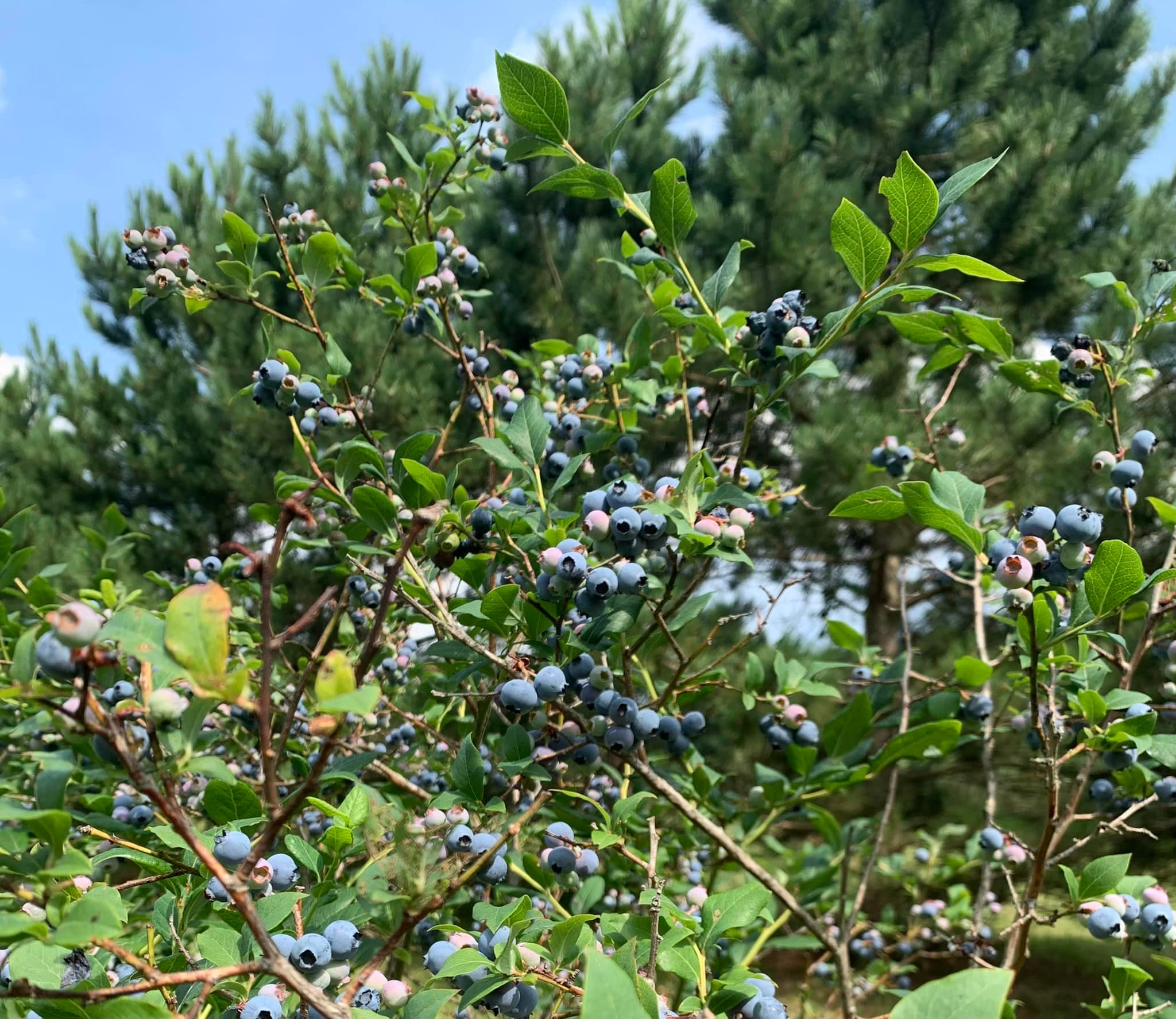 We’re excited to announce that... - Blueberry Ridge Farm | Facebook