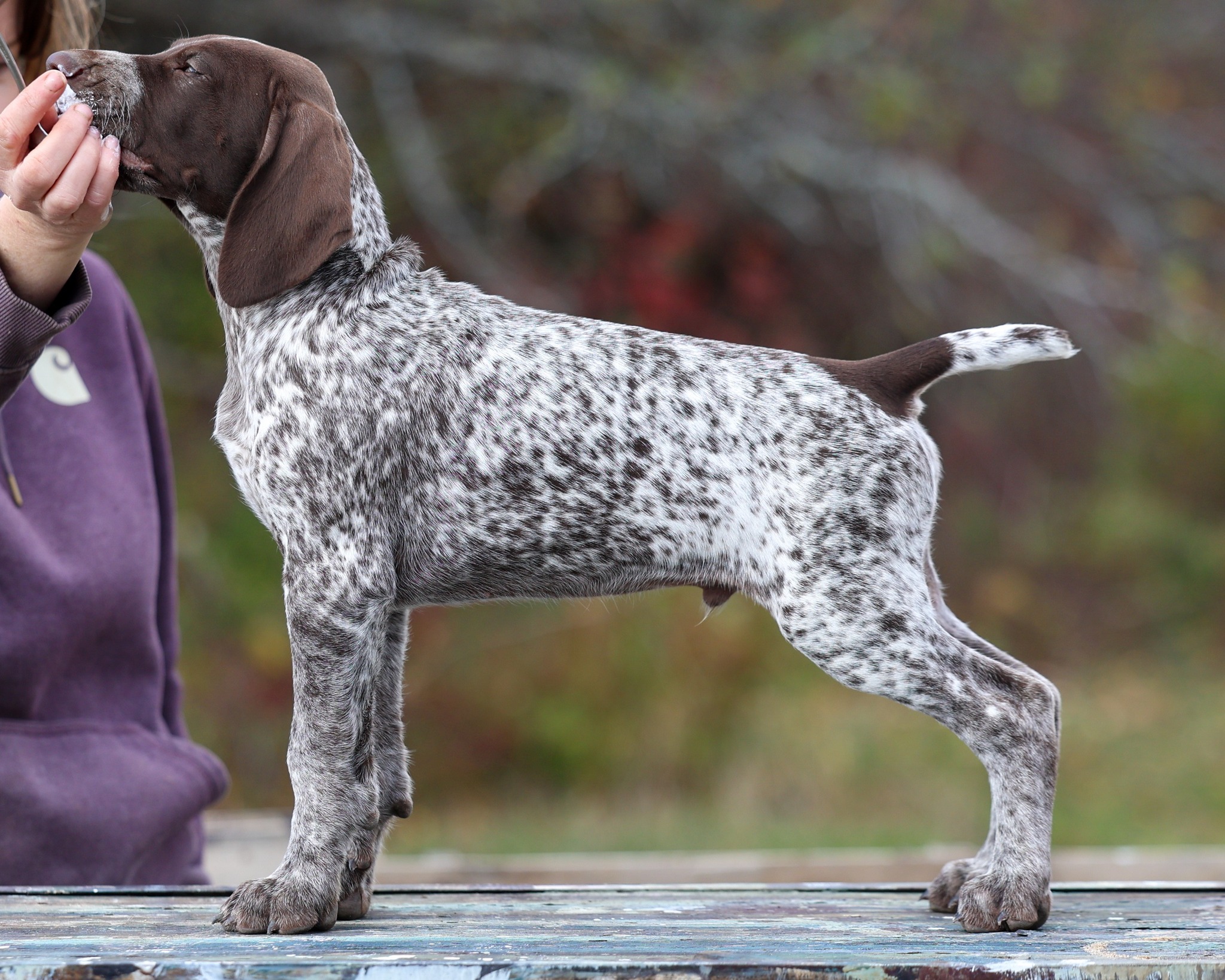 Seven Stars German Shorthaired Pointers