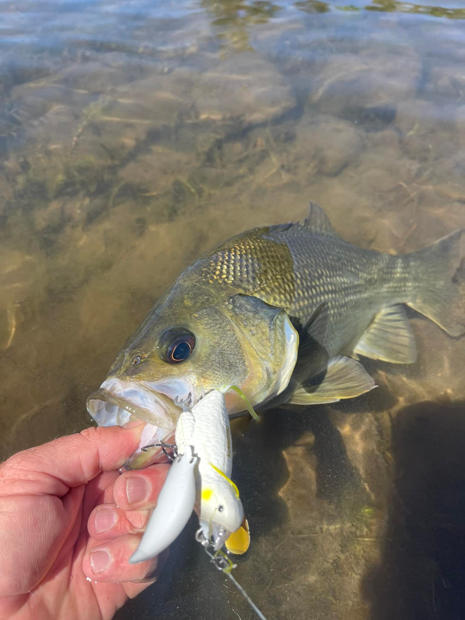 fish on lures ballito (1pc) Saltwater Fishing Ballyhoo Rig with Mylar Skirt. Dolphin Mahi Tuna Offshore Fishing Lure. 7/0 Hook, 150lb Mono, Blue Squid Skirt. Ocean Trolling Ballyhoo Rig Big Game Fishing Lure How to Fish With Lures
