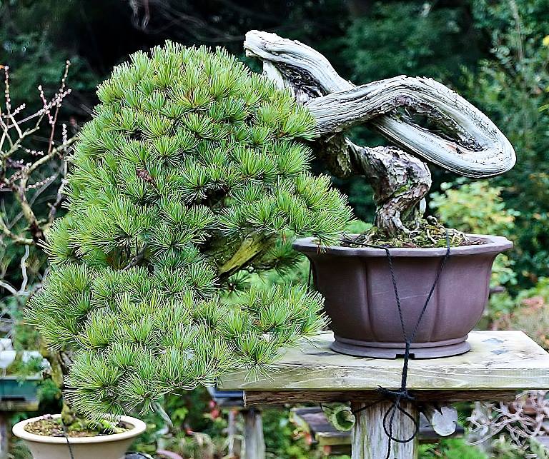 Japanese white pine with amazing twisted trunk ^-^ Shimpuku-Ji