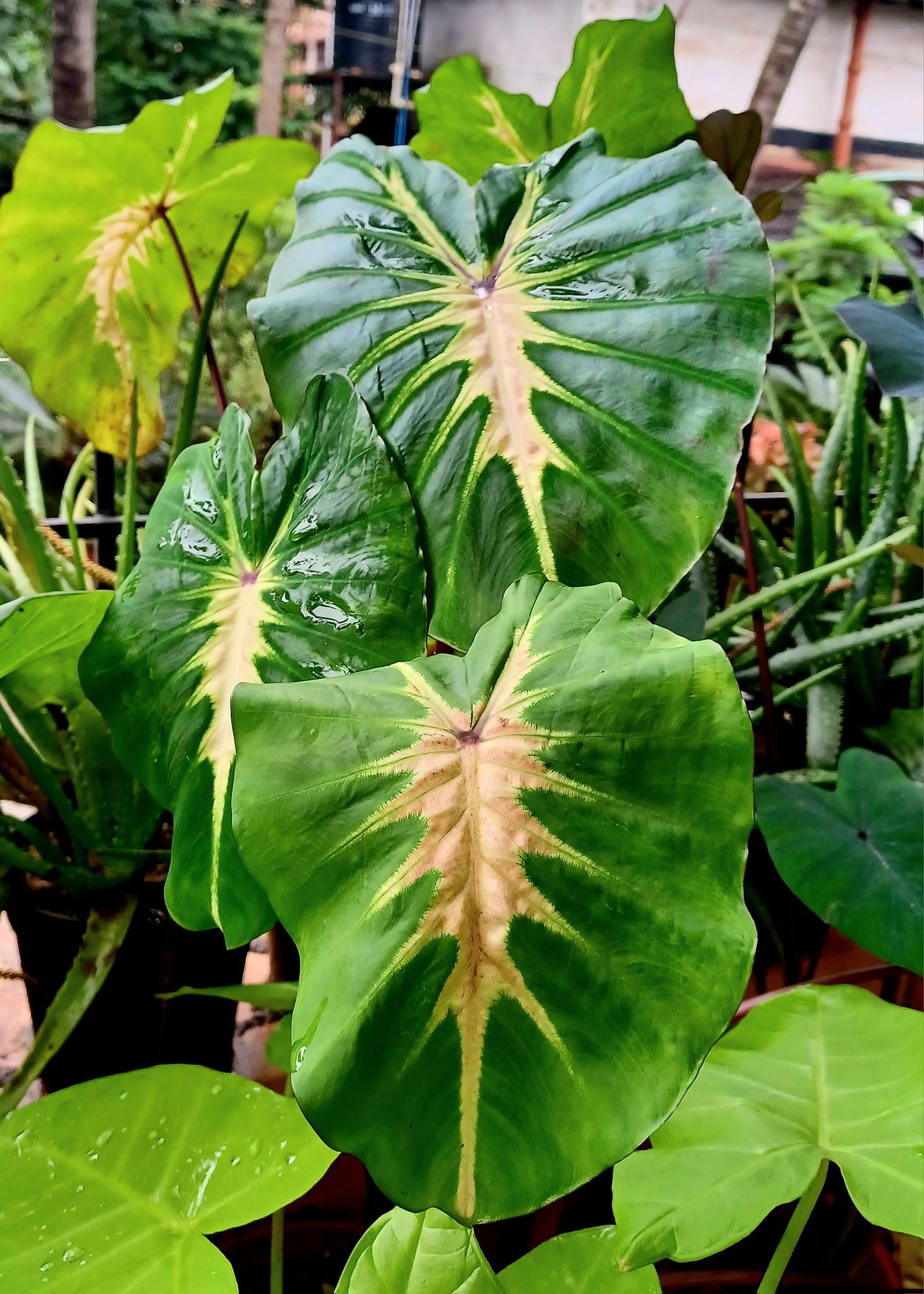Hope's Garden Black Lava Elephant Ear (Colocasia Esculenta) – Small Rooted Starter Plant, Indoor/Outdoor, Tropical