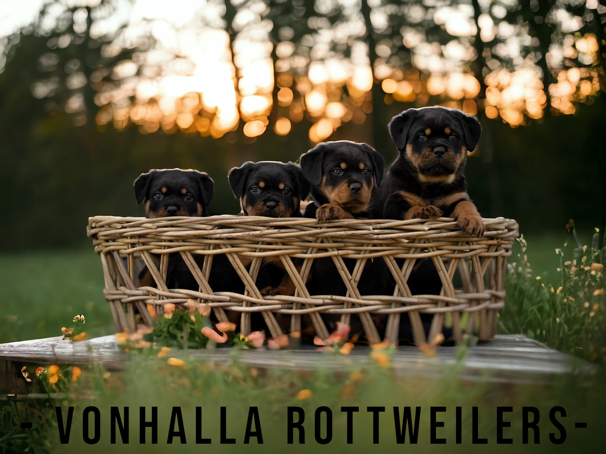 I know you got our breakfast somewhere 🤣🤦🏻‍♂️ | Growler Rottweilers ...
