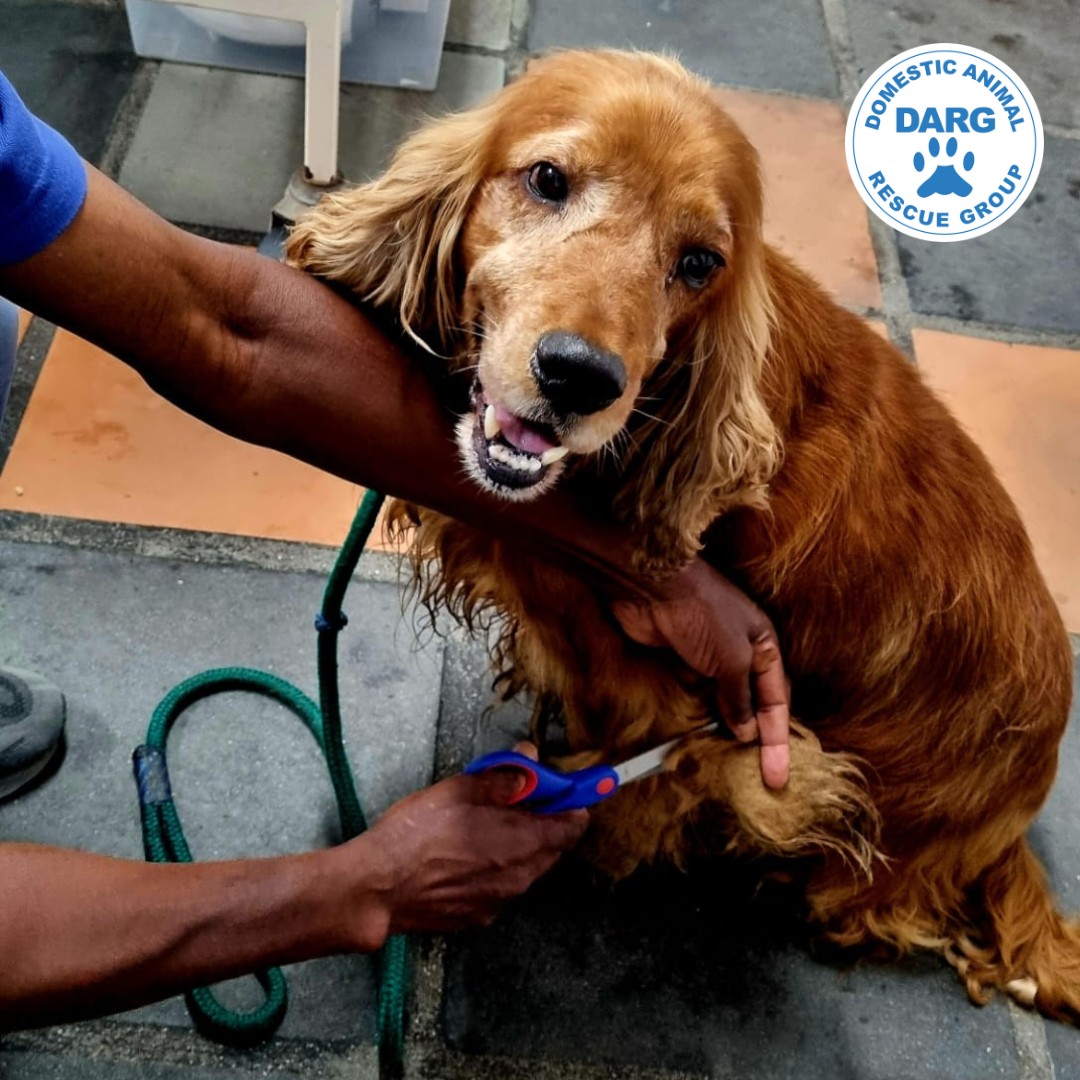 DARG - Meet Charlie the Cocker Spaniel! ♥ Charlie was... | Facebook