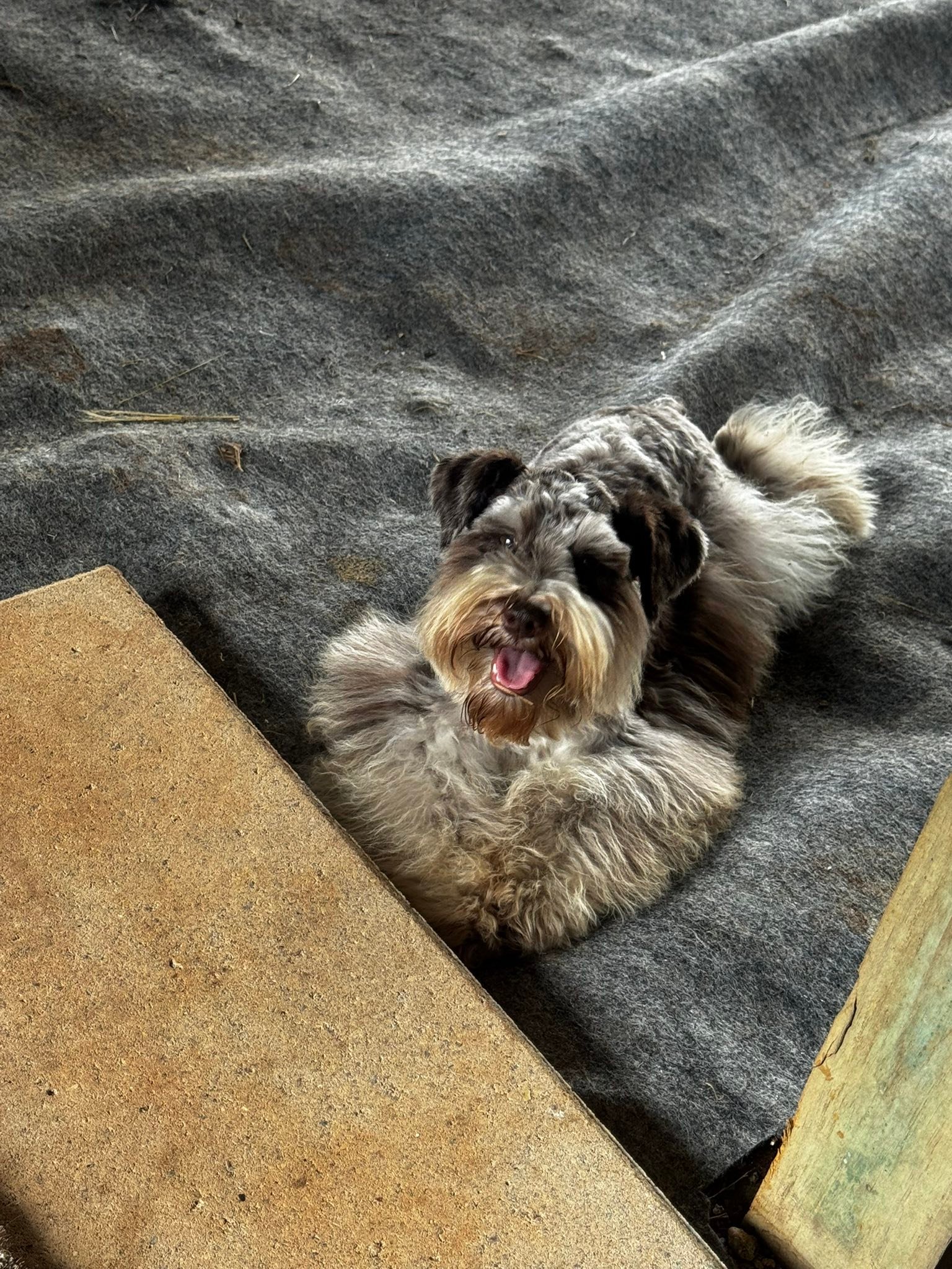 Reneau Farms Schnauzers added a... - Reneau Farms Schnauzers