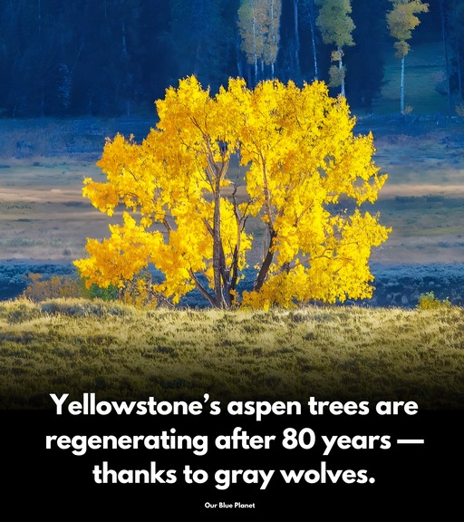 Our - Nature never ceases to amaze, and the resurgence of aspen trees ...