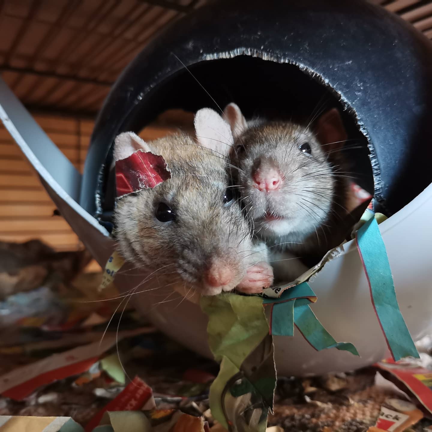 Ratten Haus - Ratten Haus added a new photo — in North...