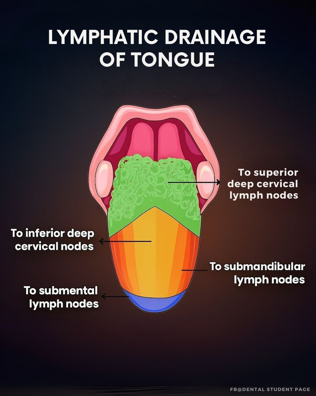 dental-student-the-tongue-has-different-lymph-node-facebook