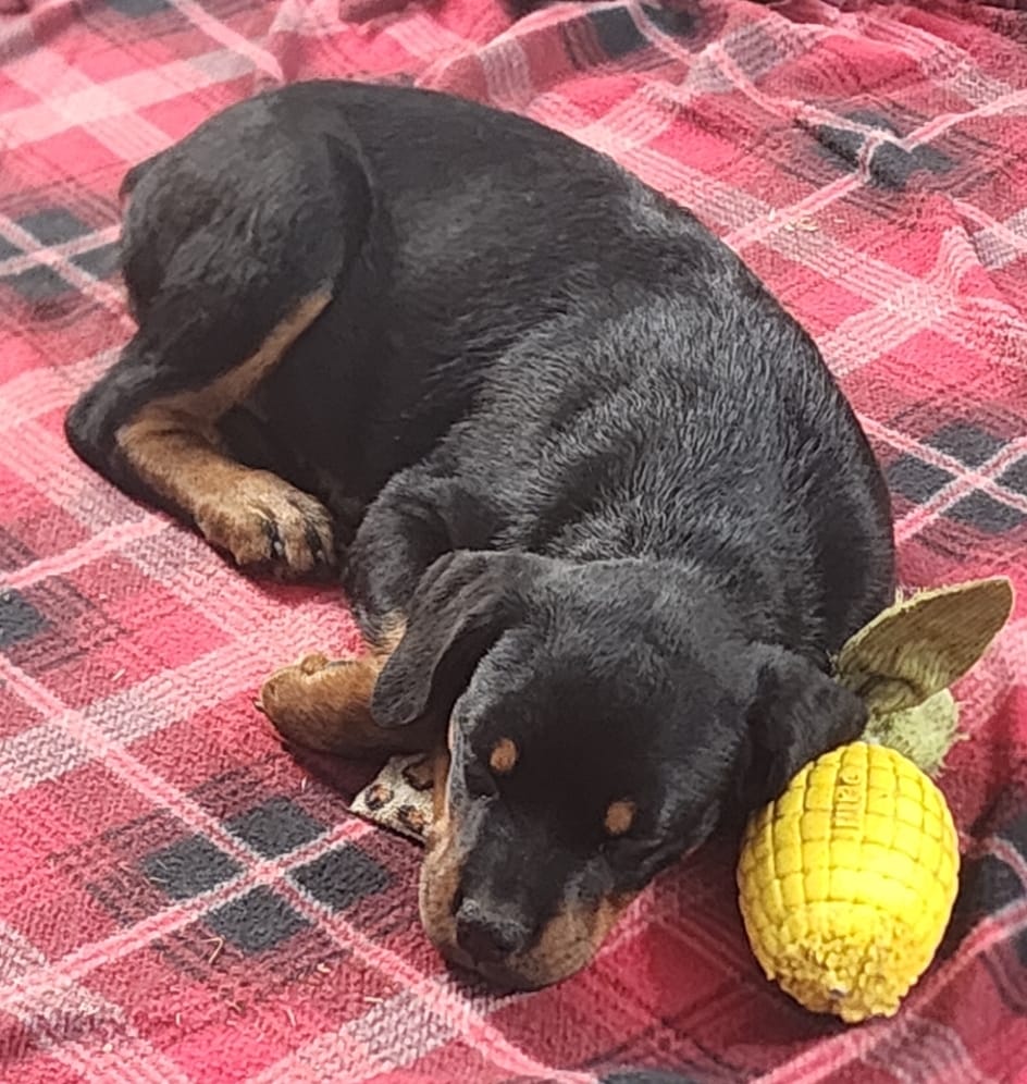 Sleeping beauty... Logan Rusk x Rusk... - Rusk Rottweilers